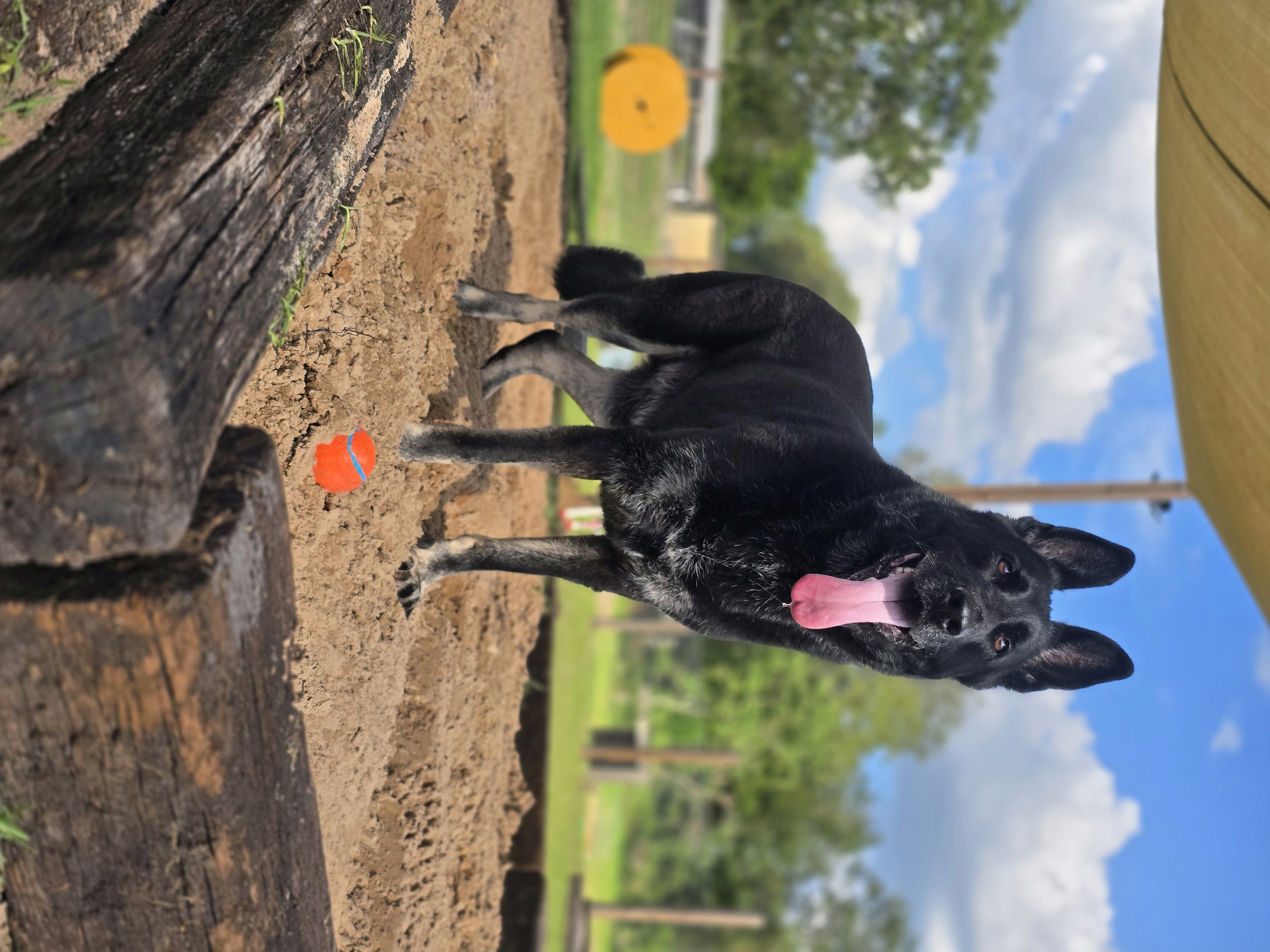 A black and white German Shepherd on leash at Homemade Hounds Bed & Biscuit