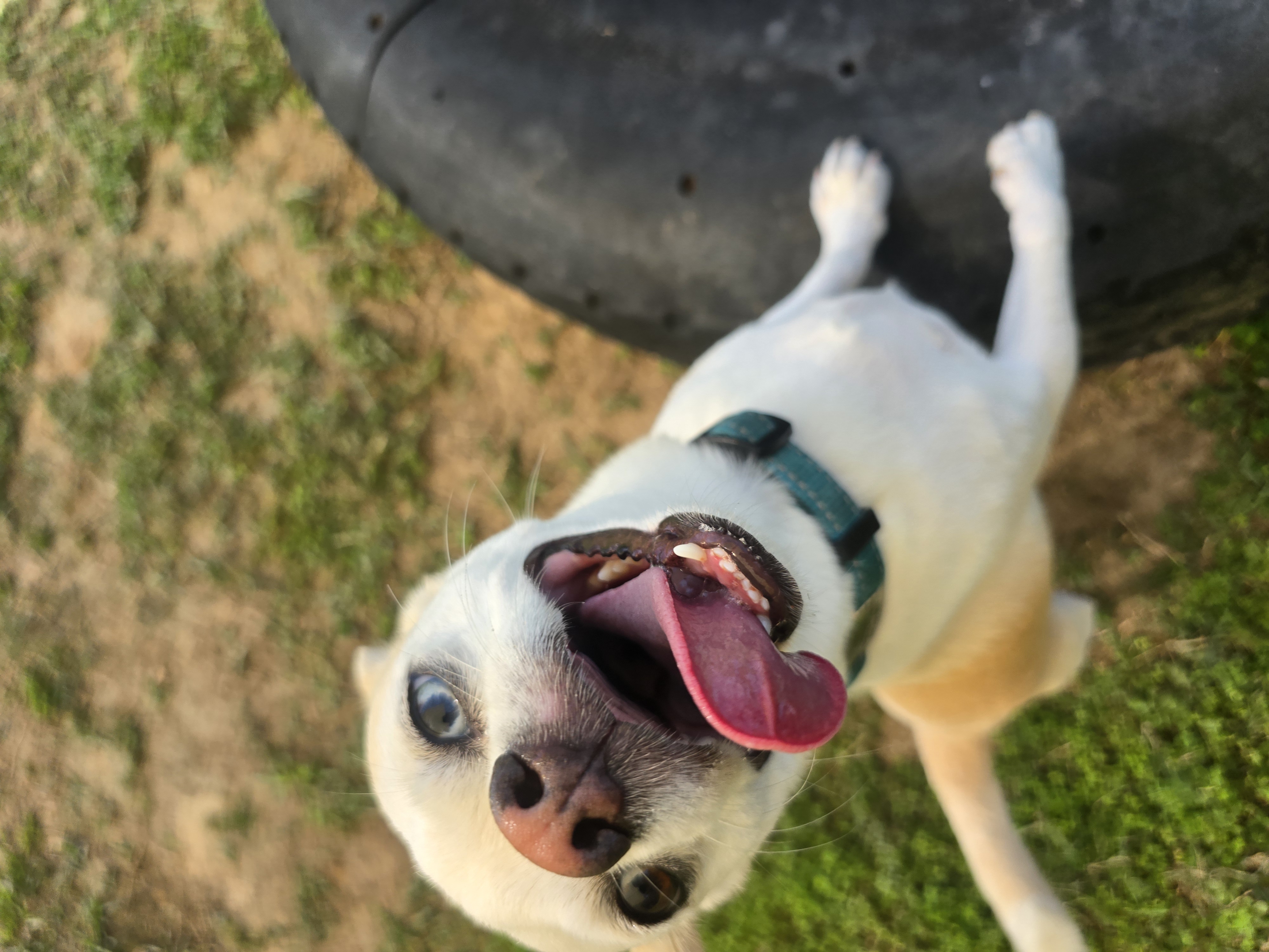 A happy dog playing in the play yard at Homemade Hounds Bed & Biscuit in Middleburg, FL