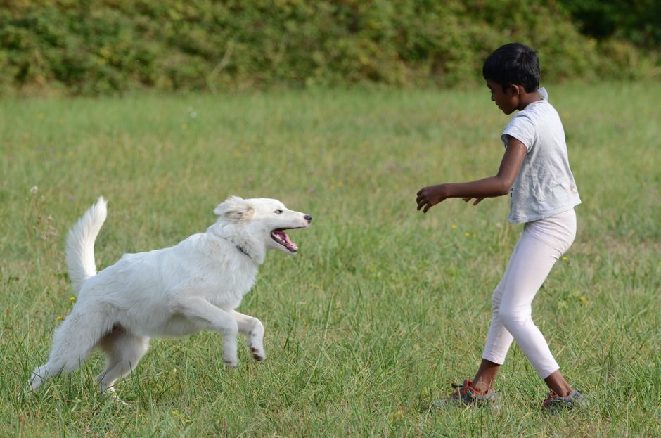 A child joyfully playing with a running white dog in a lush green field at Homemade Hounds
